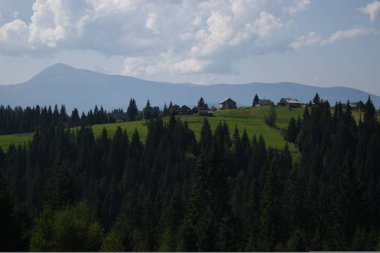 Arka planda yüksek dağlarda güzel çam ağaçları. Karpatlar