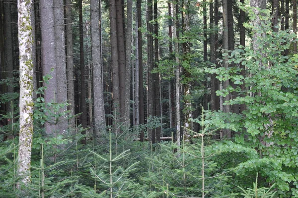 Arka planda yüksek dağlarda güzel çam ağaçları. Karpatlar
