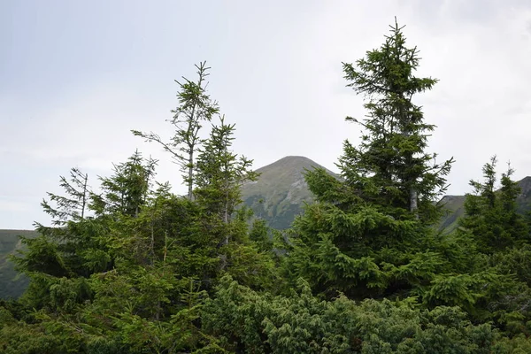 Arka planda yüksek dağlarda güzel çam ağaçları. Karpatlar