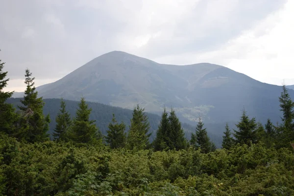 Arka planda yüksek dağlarda güzel çam ağaçları. Karpatlar