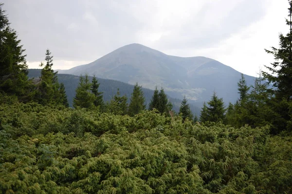Arka planda yüksek dağlarda güzel çam ağaçları. Karpatlar