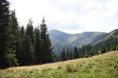 Hoverla Dağı'na tırmanırken görüntüleyin. Dağın, ormanların ve bulutların manzarası. Ukrayna Karpatları.