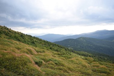 Hoverla Dağı'na tırmanırken görüntüleyin. Dağın, ormanların ve bulutların manzarası. Ukrayna Karpatları.