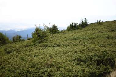 Hoverla Dağı'na tırmanırken görüntüleyin. Dağın, ormanların ve bulutların manzarası. Ukrayna Karpatları.