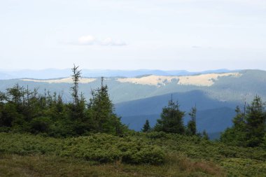 Hoverla Dağı'na tırmanırken görüntüleyin. Dağın, ormanların ve bulutların manzarası. Ukrayna Karpatları.