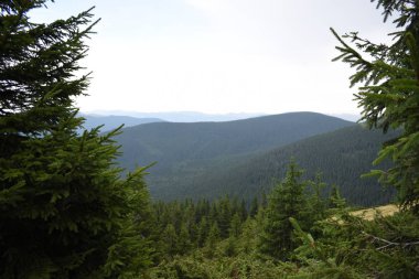Hoverla Dağı'na tırmanırken görüntüleyin. Dağın, ormanların ve bulutların manzarası. Ukrayna Karpatları.