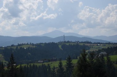 Arka planda yüksek dağlarda güzel çam ağaçları. Karpatlar