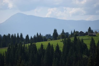 Arka planda yüksek dağlarda güzel çam ağaçları. Karpatlar