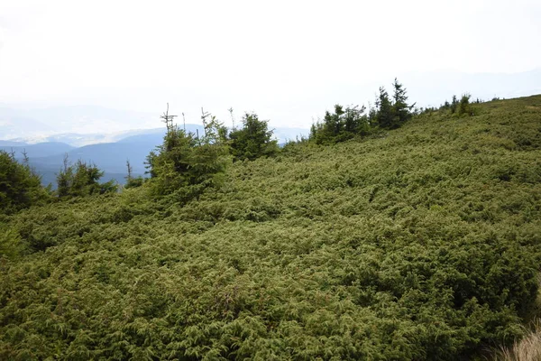 Hoverla Dağı'na tırmanırken görüntüleyin. Dağın, ormanların ve bulutların manzarası. Ukrayna Karpatları.