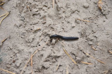 Tayland tropikal yağmur ormanlarında dev siyah kırkayak