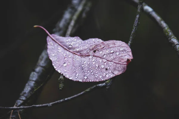 빨간 잎은 비에서 젖은. 선택적 초점 — 스톡 사진