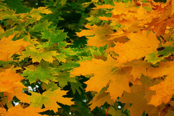 Ярко-зеленые листья на ветвях осеннего леса — стоковое фото