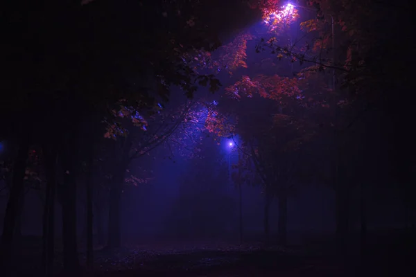 霧に包まれた神秘的な森の中の魔法の門 — ストック写真