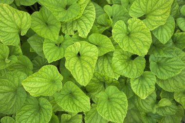 Çiy ve yeşil yapraklar arka planda. Sabahları yağmur yağdıktan sonra yeşil renk bırakır. Tropikal bitki, çevre, taze, fotoğraf konsepti doğa ve bitki.