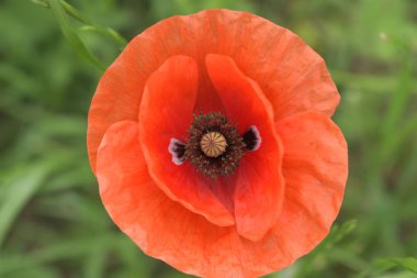 Mısır Tarlası Poppy Çiçekleri Baharda Papaver rhoeas