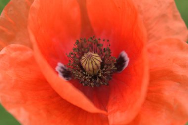 Mısır Tarlası Poppy Çiçekleri Baharda Papaver rhoeas
