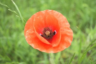 Mısır Tarlası Poppy Çiçekleri Baharda Papaver rhoeas