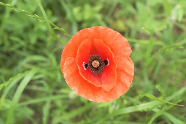 Champ de maïs Poppy Fleurs Papaver rhoeas au printemps — Photo