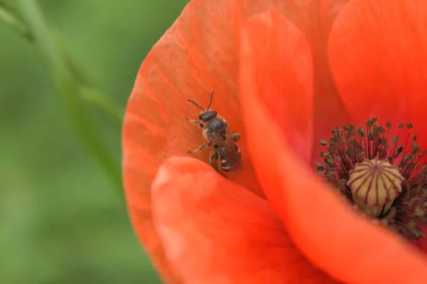 Champ de maïs Poppy Fleurs Papaver rhoeas au printemps — Photo