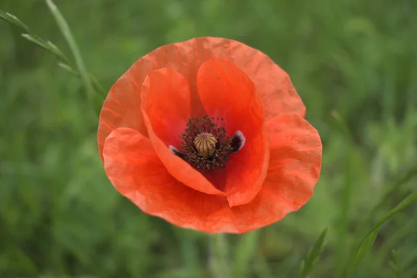 Champ de maïs Poppy Fleurs Papaver rhoeas au printemps — Photo