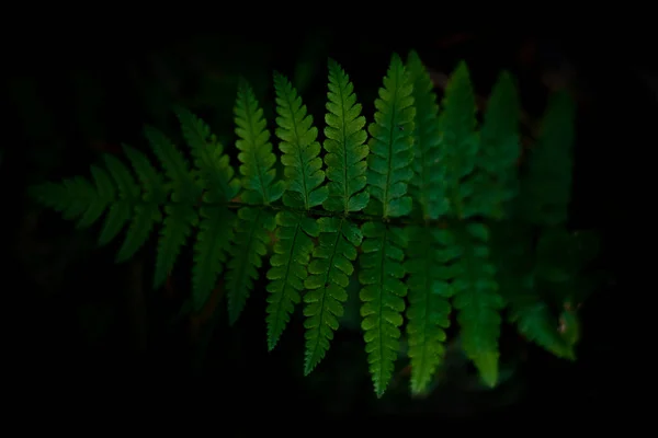 Foglie verdi fronde di felce gigante o felce reale Angiopteris specie pianta rara che cresce in natura, foresta pluviale tropicale pianta su sfondo nero. — Foto Stock