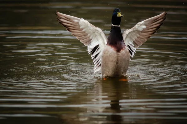 Bir yaban domuzu drake onun kuş banyosu sırasında tüylerinden su flepler, su damlacıkları görülür, 400mm nikkor lens ile vuruldu