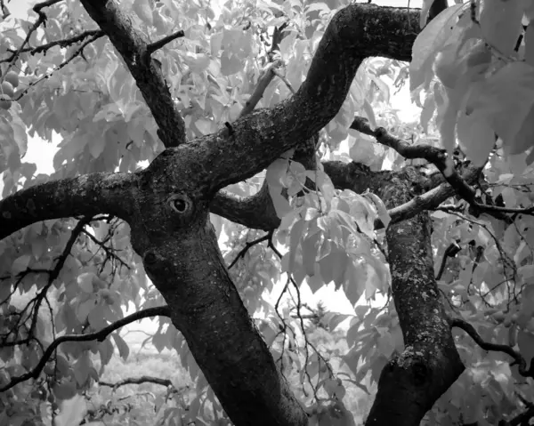 Eski bir hırıltılı kiraz ağacı kızılötesi siyah ve beyaz kısmen büyümüş düğüm atış yaprakları beyaz hale getirir ve düğüm size bakan bir göz gibi görünüyor.