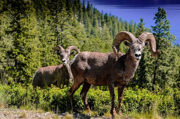 Bir tehdit kapatmak için olduğu gibi bir göl üzerinde California dall koyun bana dişlerini Baring vardır. RAM terk etmek için agresif uyarılar gösteriyor. Ormanda temizleyen bir sırtta beslendiği çift. O yüz yara ile savaş yaralı bir savaşçı
