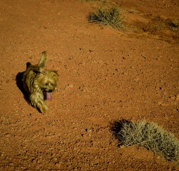 Bizim Australian Terrier bu çöl koşulları yeterince vardı araba gidiyor sıcak rüzgarlı günde Monument Valley vurdu. Kırmızı çöl toprağı ile çevrili sıcak güneşte parlayan. Orada sadece birkaç dağınık dikenli bitkiler hayatta