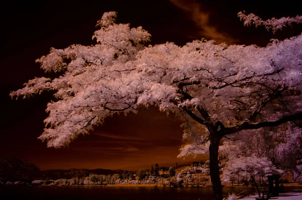 Kırmızı renkte çekilen ağaç yaprakları pembemsi beyaz gökyüzü ve su turuncu bulutlar ile siyah oluşturulur. Uzak kıyı ağaçları beyazsı ve körfezin üzerinde yansıtmaktadır. Hem huysuz hem de sakin bir gerçeküzeri sahne. Yabancı ama tanıdık benzersiz bir perspektif