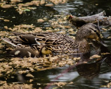 Bir Mallard tavuk onun genç biri yanında yüzerler ve konuşuyor gibi görünüyorlar. Gölet Cottonwood tohumları kaplıdır ve sakin. Onun genç üzerinde dikkatli göz tutar. Çifti çok yakın bağ, anne ve çocuk gibi görünüyor. Ördek yavrusu kaygısız..