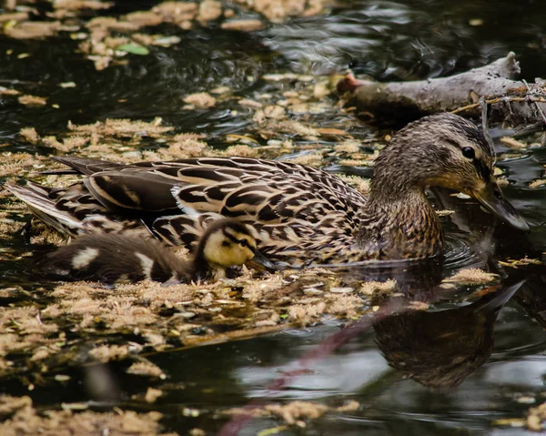 Bir Mallard tavuk onun genç biri yanında yüzerler ve konuşuyor gibi görünüyorlar. Gölet Cottonwood tohumları kaplıdır ve sakin. Onun genç üzerinde dikkatli göz tutar. Çifti çok yakın bağ, anne ve çocuk gibi görünüyor. Ördek yavrusu kaygısız..
