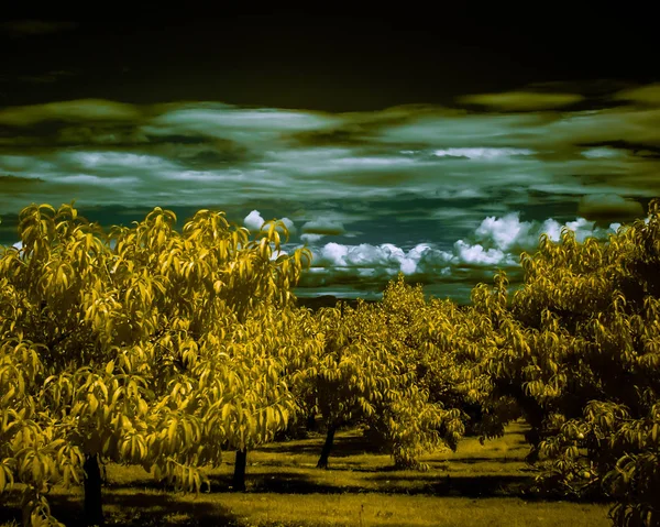 Kızılötesi renk 760nm shot kayısı ağaçları sarı yaprakları var ve yeşil çimen sarı. Ufuktaki kabarık bulutlar, düz bulutlar tabakasının altında iyi tanımlanır. Gökyüzü siyah. Meyve bahçesi gerçeküzeri ama canlı ve neşeli bir yerdir.