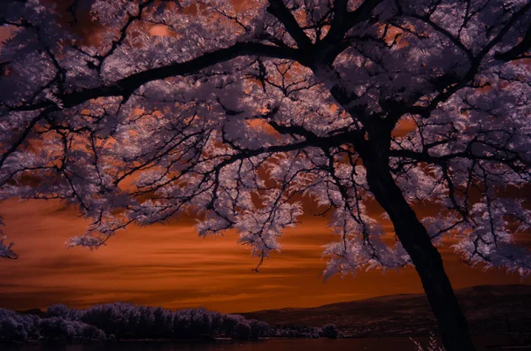 Kızılötesi renk 760nm shot ön plan ağacı yaprakları bir pembemsi renk ve bulutlu gökyüzü turuncu vardır. Ağaç arka plan orman ve dağ çerçeveleri. Çok gerçekaltı ama barışçıl ve altılmış. Sahne ağaç ve gökyüzü çok hoş canlandırır.