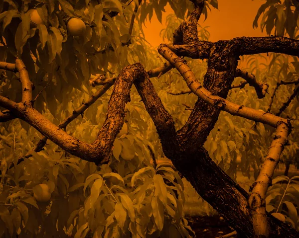 Kızılötesi renk 760nm shot kıvrılmış kayısı ağacı vahşi gözleri gibi görünen iki knot vardır. Dalları, dev bir yavaş hareket Stride alıyor gibi görünmesini sağlamak. Yaprakları ve meyve beyazsı yeşil renk gökyüzü turuncu vardır. Çok tuhaf.