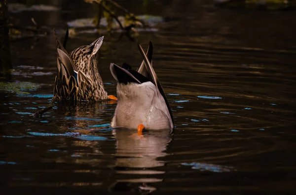 Bir çift Mallards alt birbirine karşı birlikte yem. Sanki sığ gölet içinde bir bale preform. 400mm lens ile vurdu. Yumurta döşeme için hazırlanıyor ve onların yakında yavru olmak için hatching.