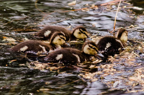 Four mallard ducklings are feeding frantically in a huddle.  They still have down as they swim gobbling whatever they can.  Shot with 400mm Nikon lens showing the exuberance of life but completely focused on the job at hand.