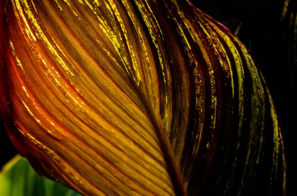 Altın, kırmızı ve canlı yeşil tonlarında bir yanardöner yaprak yaprak boyunca akan dokulu kaburgalar vardır. Güneş tarafından arka aydınlatma siyah arka plan karşı kızdırma yapar.  