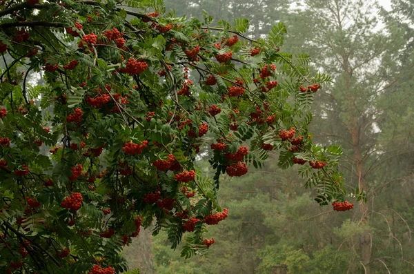 Dağ Kül parlak kırmızı meyve üretken bir miktar vardır. Bu da yerleşik yaban hayatı için yiyecek sağlayan kış içine sürecek. Bu gerçekten sonbaharın bir işareti burada.