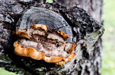 Eski bir kiraz ağacının kesilen dalından büyüyen mantar. Bu bir portakal kenarı ile kuru, kabuklu görünümlü mantar.