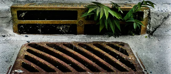 Paslı sokak fırtına drenajı ve eğer disapeared eğer doğanın güç gösteren canlı bir fidan ile dışarı büyüyen. Görüntü doğanın sebat ve gücünü sembolize eder.  