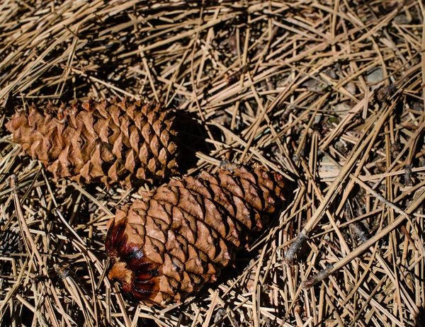 Çam kozalağı nın çam kozalasının içinde paketlenebilecek tohum sayısını en üst düzeye çıkarmak için tohum bölmelerinin sarmal oluşumunu gösteren çam kozalağı görüntüsü. Doğa tarafından bu tasarım sol ve sağ spiraller oluşturarak birçok bitki türlerinde devam.  