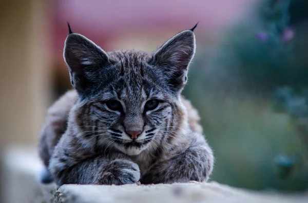 Arizona bobcat kitten placed on yard wall while she retrieved the other sibling kitten.  Rarely seen in an urban setting but the many surrounding golf courses provide cover and food.