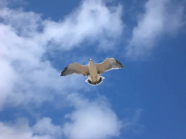 Seagull Sky Sea — Stock Photo, Image