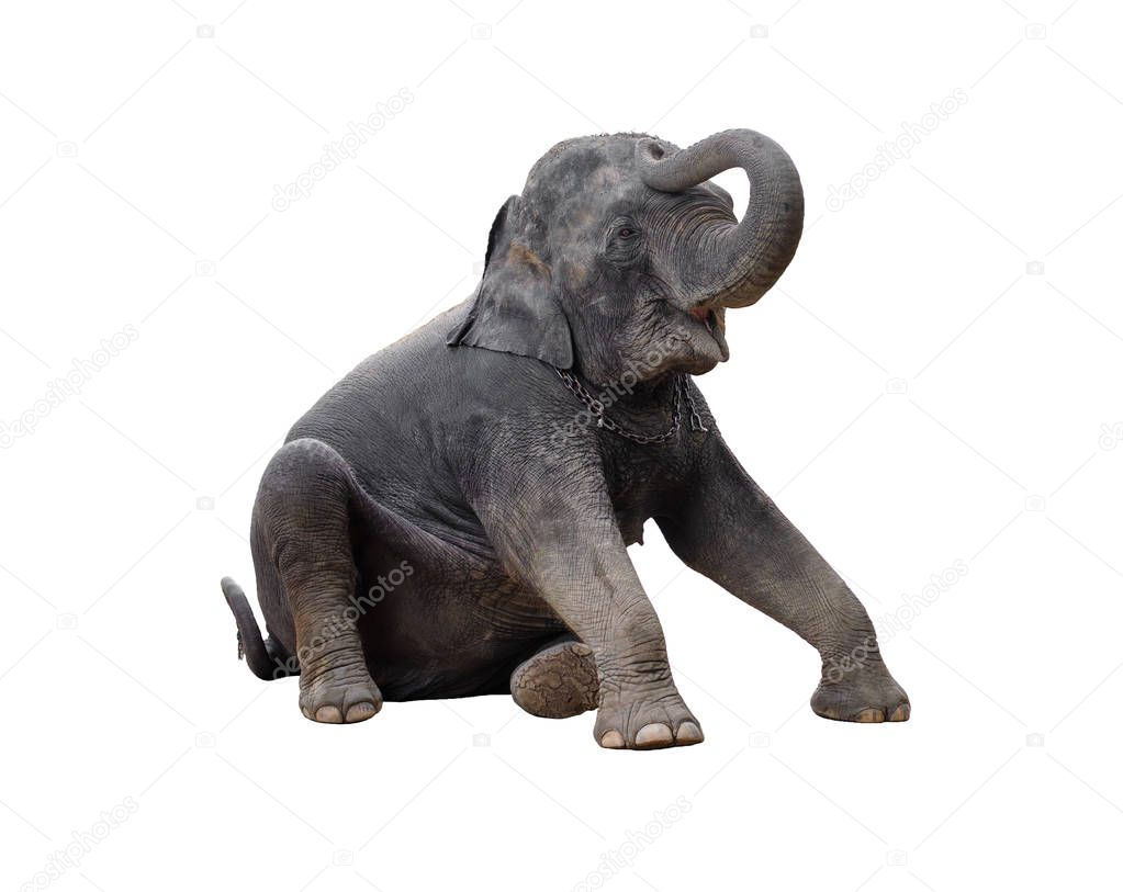 Asian elephant isolated on white background.