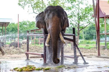 Asya filleri güzel dişleri var, yıkanMış ve fil kampında yemek yemek için zincirlenmiş olmak.