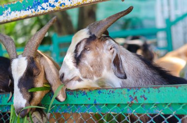 Çiftlikteki birçok keçi ot yiyor..