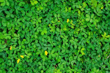 Küçük yeşil yaprakbitki, güzel arka plan.