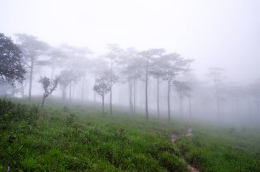 Phu Soi Dao Ulusal Parkı, Tayland, sis ve yağmur çam ağacı orman.