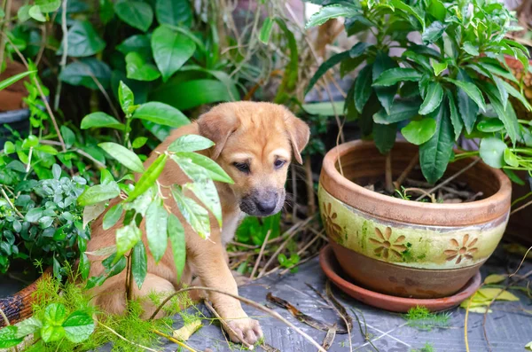 Shot of an adorable puppy sitting in home garden. — Stock Photo, Image